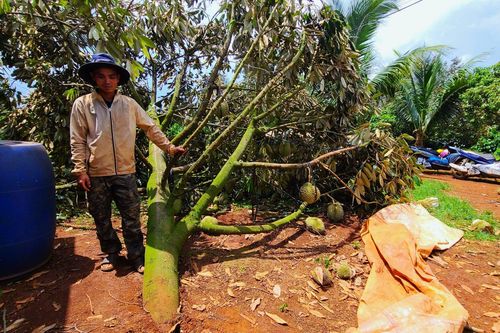 Sầu riêng bật gốc sau giông lốc, người trồng ở Đắk Lắk thiệt hại nặng nề