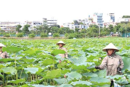 Giám đốc Sở NN&PTNT Hà Nội Nguyễn Xuân Đại: Phát huy giá trị kinh tế, văn hóa đặc sắc của sen Hà Nội