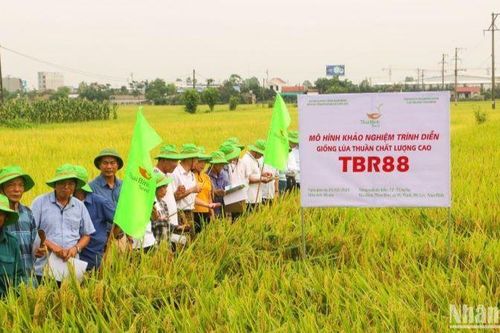 ThaiBinh Seed công bố nhiều giống lúa triển vọng trong vụ đông xuân năm nay