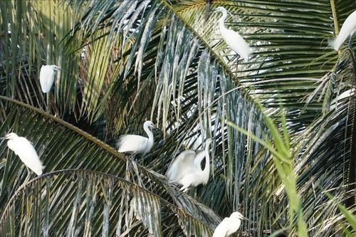 Những người cưu mang chim trời, cá nước