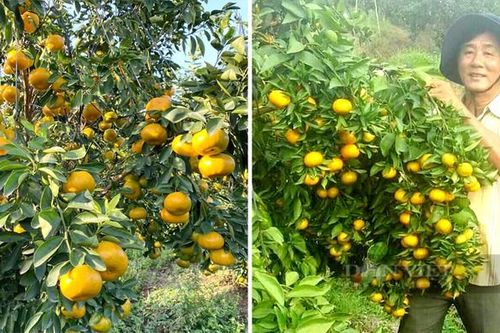 Nông thôn mới kiểu mẫu trên vùng đất chuyên canh cây có múi