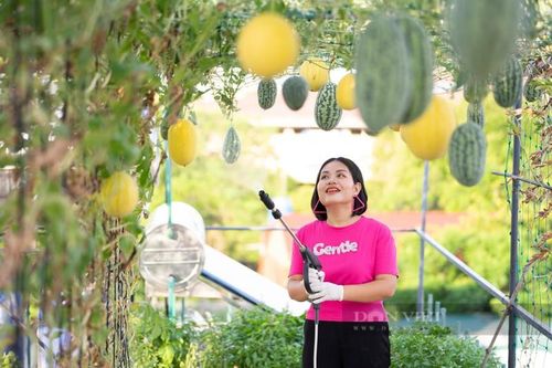 Vườn dưa hấu hắc mỹ nhân ở Hà Tĩnh đẹp phát hờn