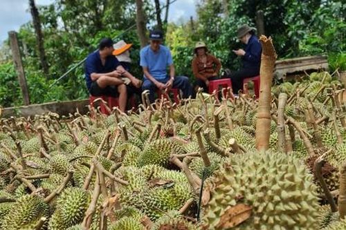 Hơn 100 tấn sầu riêng Đắk Lắk rụng sau cơn lốc, người dân đứng khóc