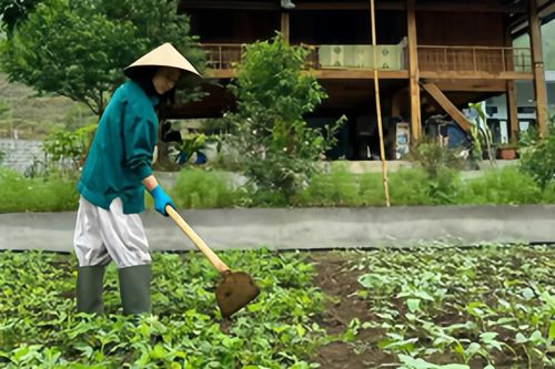 Tậu 2ha đất không điện, thiếu nước, vợ chồng Hưng Yên làm chốn 'chữa lành'