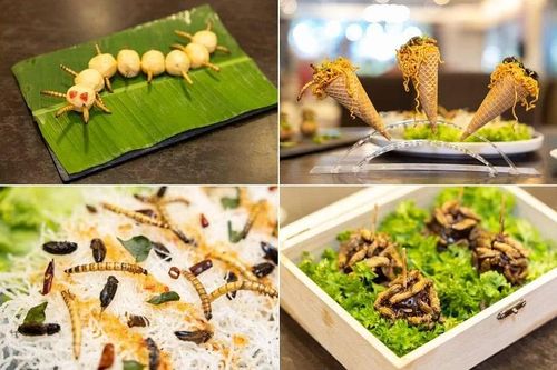 Singapore chấp nhận nhiều loài dế, châu chấu và nhộng là thực phẩm tiêu dùng