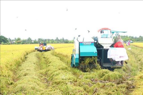 Tín hiệu vui từ vụ lúa chất lượng cao đầu tiên ở Cần Thơ