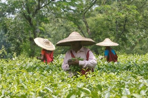 Thời tiết khắc nghiệt 'thổi' giá chè Ấn Độ tăng cao