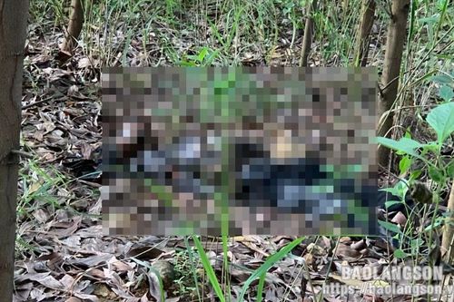 Phát hiện một thi thể đã phân hủy ở bãi trồng keo thuộc thôn Bến Lường, xã Minh Sơn, huyện Hữu Lũng
