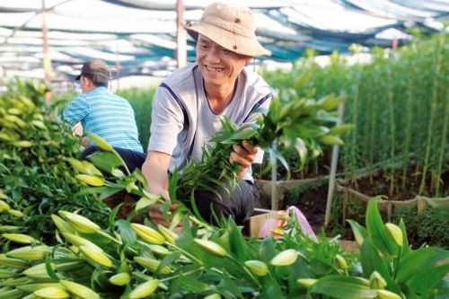 TÁC PHẨM DỰ THI VIẾT VỀ XÂY DỰNG NÔNG THÔN MỚI: Thế hệ nông dân thời đại mới: Xứng đáng là 'chủ thể' của nông thôn mới (Bài 1)
