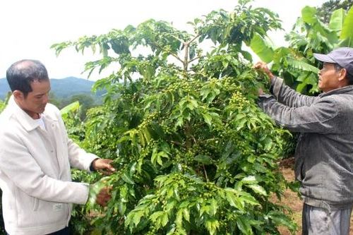 Đưa kỹ thuật trồng cà phê tiên tiến về với đồng bào K'Ho