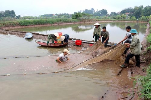 Phát triển thủy sản hiệu quả, bền vững