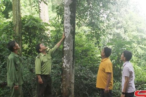 Yên Châu phát triển lâm nghiệp bền vững