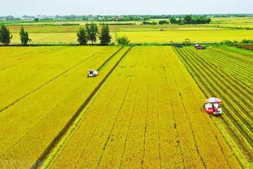 Thiếu quy hoạch hạ tầng đồng ruộng, HTX khó phát triển kinh tế hàng hóa