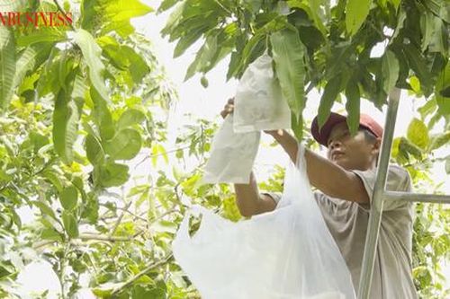 Giữa bão hạn mặn, nông dân Kiên Giang vẫn tìm ra 'công thức thắng lợi' nhờ cách làm hay