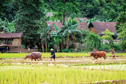 Nét đẹp Tết gọi hồn trâu và rửa cày bừa của người Tày, Nùng