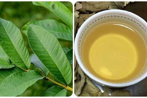 Uống nước lá ổi tươi có tác dụng gì với sức khỏe?