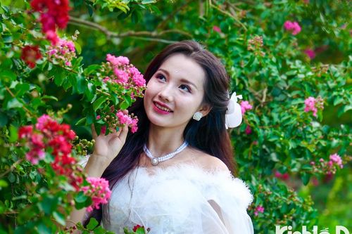Chiêm ngưỡng vẻ đẹp hoa tường vi nở rộ khắp phố phường Hà Nội