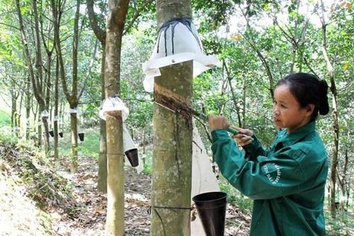 Lên sàn giúp ngành cao su Việt Nam minh bạch và nâng cao vị thế