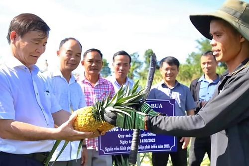 Quảng Ngãi: cây dứa mở hướng thoát nghèo