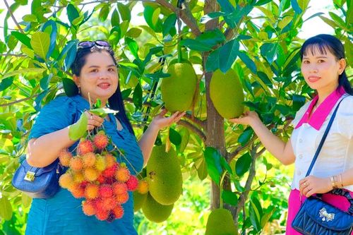 Thưởng ngoạn mùa cây ăn quả tươi ở Ninh Thuận