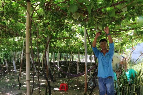 Khu vực Trung Bộ nguy cơ có từ 6.500 đến 10.000 ha cây trồng bị hạn hán, thiếu nước
