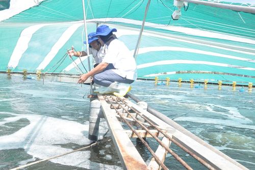 Huyện đảo thúc đẩy sản xuất nông nghiệp bền vững