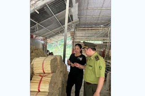 Huyện Quan Sơn (Thanh Hóa): Cần gỡ khó cho người trồng nứa, vầu