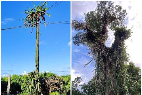 Những cây thanh long chi chít quả nhưng 'thách đố' chủ nhân