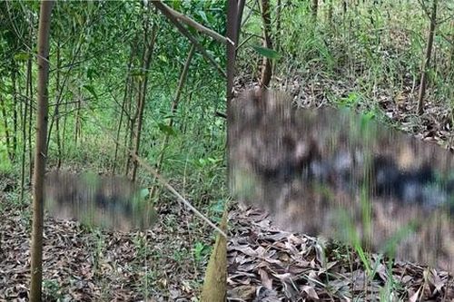 Phát hiện thi thể nam giới trong rừng keo ở Lạng Sơn