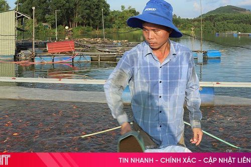 Anh nông dân gây dựng cơ nghiệp nhờ nuôi cá diêu hồng