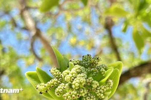 Vẻ đẹp sừng sững của cây phong ba, cây bão táp trên quần đảo Trường Sa