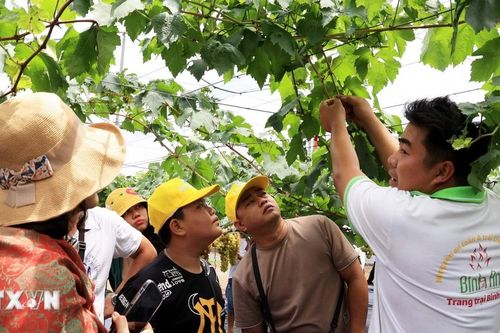 Bình Thuận: Tour trải nghiệm miệt vườn thu hút du khách dịp Hè