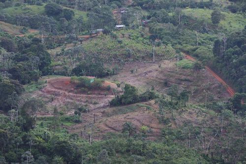Nạn phá rừng ở Colombia giảm xuống mức thấp nhất trong 23 năm