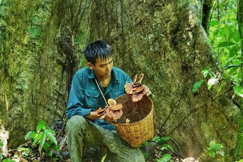 Loại nấm mọc hoang trên rừng có giá lên tới 3 triệu đồng/kg, dân kiếm không đủ bán