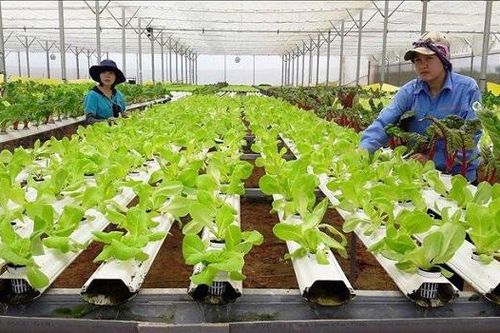 Tăng cường hợp tác quốc tế về kinh tế tuần hoàn trong nông nghiệp