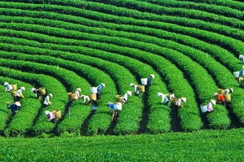 Khuyến khích nữ doanh nhân đóng góp vào phát triển kinh tế xanh