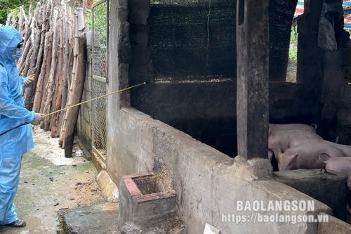Đẩy mạnh phòng, chống dịch bệnh trên đàn gia súc