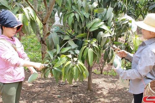 Hiệu quả canh tác cây trồng trên đất dốc