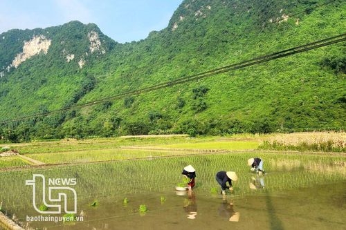 Định Hóa: Tăng diện tích cấy lúa mùa sớm lên 5%