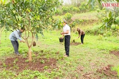 Nông dân Sơn La 'hái ra tiền' từ những vựa cây ăn trái trên đất dốc
