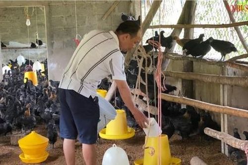 Thu 'vàng mười' từ nuôi gà đen trên đất khó