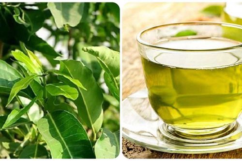 Uống nước vối hàng ngày có tốt cho sức khỏe?