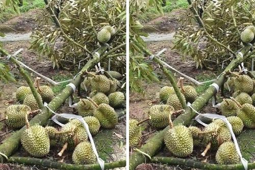 Hai người chết, hơn 100 tấn sầu riêng bị hỏng do mưa lớn kèm dông, lốc