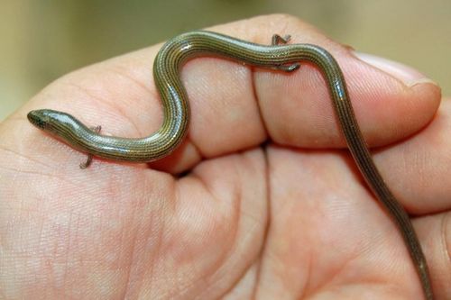 Giật mình với loài 'rắn có chân', Việt Nam có ở khắp nơi