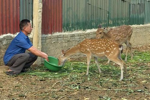 Nuôi hươu sao - Mô hình kinh tế triển vọng ở vùng cao Điện Biên