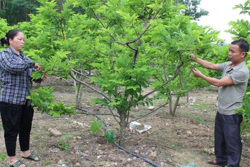 Nỗ lực giảm nghèo vùng đồng bào dân tộc thiểu số ở Vĩnh Phúc