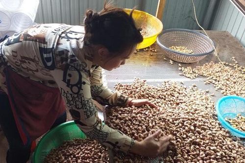 Hạt điều giả danh 'đặc sản Bình Phước' tràn lan trên thị trường