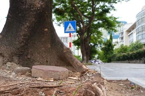Hàng loạt cây xanh 'thoi thóp' sau cải tạo vỉa hè tại Hà Nội