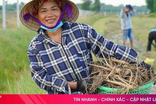 Theo chân nông dân xã ven biển Hà Tĩnh đi đào sâm 'tiến vua'