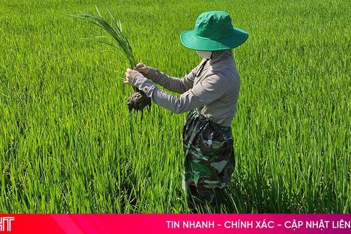 Đồng bộ giải pháp, linh hoạt trong phun phòng sâu, bệnh hại lúa hè thu